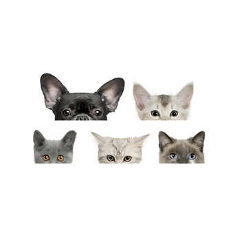 Süsse Tiersticker✅ - Auduro.ch